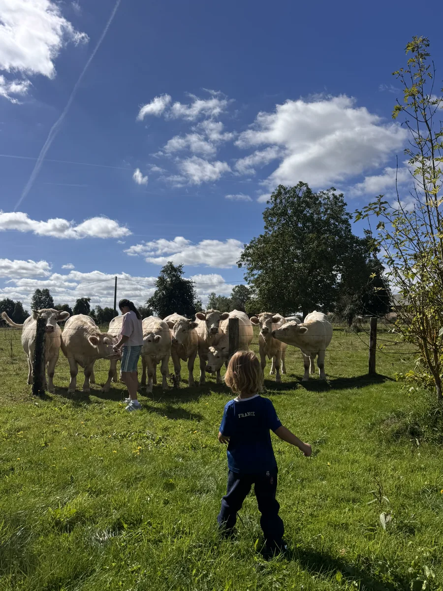 Un enfant s’approche d’un troupeau de vaches charolaises le long d’une clôture, un adulte leur donne la main à lécher